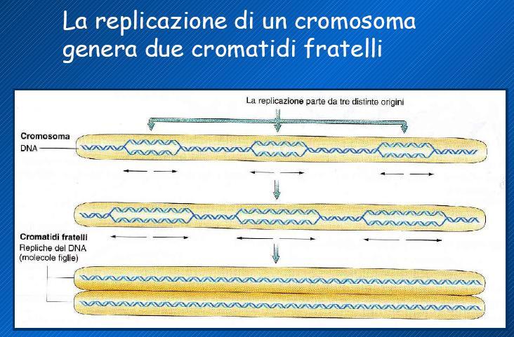 Cromatidi