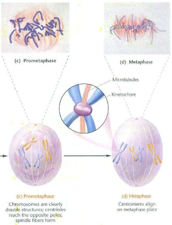 Prometafase i microtubuli del cinetocore si