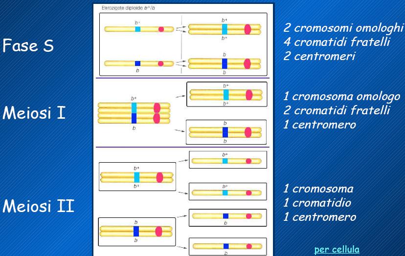 Cromatidi e alleli