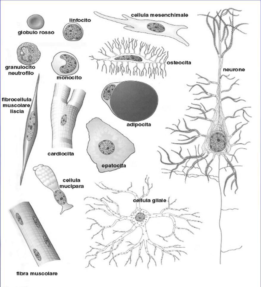 La forma cellulare: INTRODUZIONE INTRODUZIONE Alcuni esempi di cellule, appartenenti a differenti