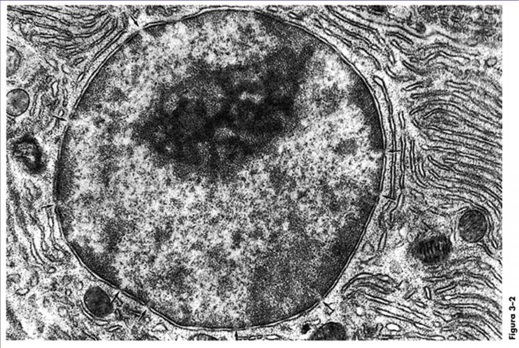 Nucleo al ME Cromatina INTRODUZIONE