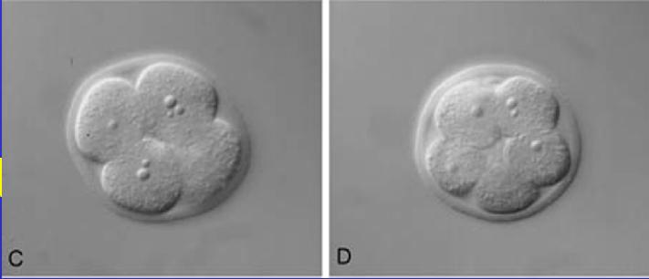 Embrioni di topo a diversi stadi di sviluppo: