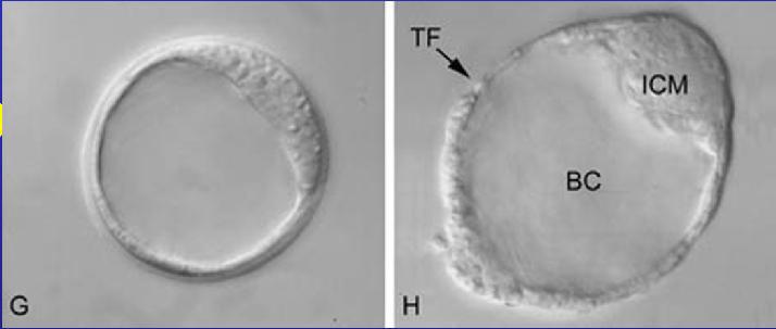 cellule F, stadio di blastocisti iniziale; G,