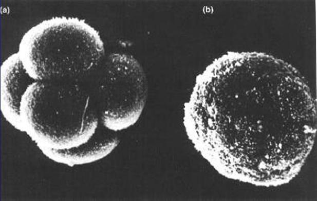 LE CELLULE STAMINALI Cellula staminale totipotente: Cellula capace di dare origine a tutte le popolazioni cellulari dell'organismo.