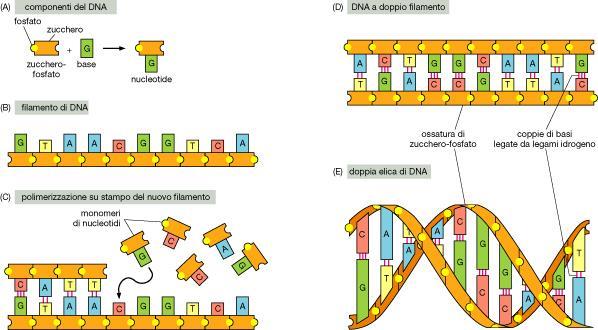 IL DNA: natura ed informazione Come detto in precedenza il DNA è una sequenza di 4 diversi nucleotidi.