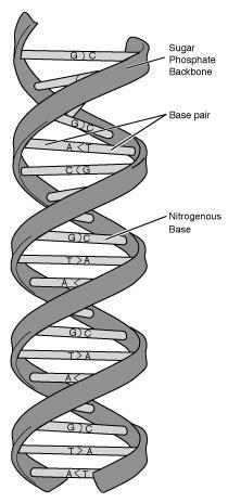 Struttura del DNA: la doppia elica La molecola di DNA consiste di due catene polinucleotidiche unite mediante le
