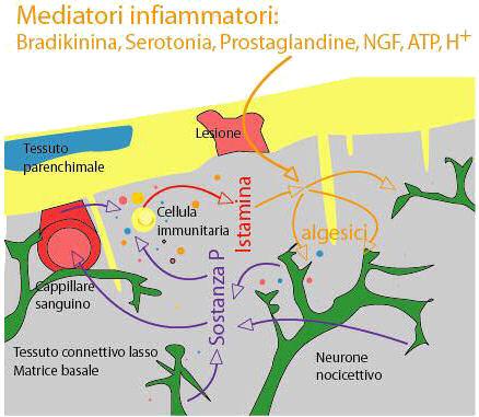 Dopo un danno tissutale la soglia di stimolazione recettoriale si abbassa molto, verosimilmente in rapporto alla liberazione dei mediatori dell infiammazione (prostaglandine, chinine, sostanza P,