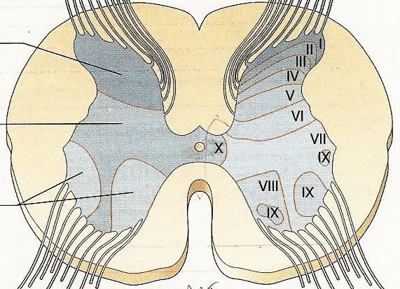 I nocicettori (neuroni di primo ordine) inviano proiezioni assonali nelle corna dorsali (I, II e V lamina) dove si ha la sinapsi con il neurone afferente di second ordine.