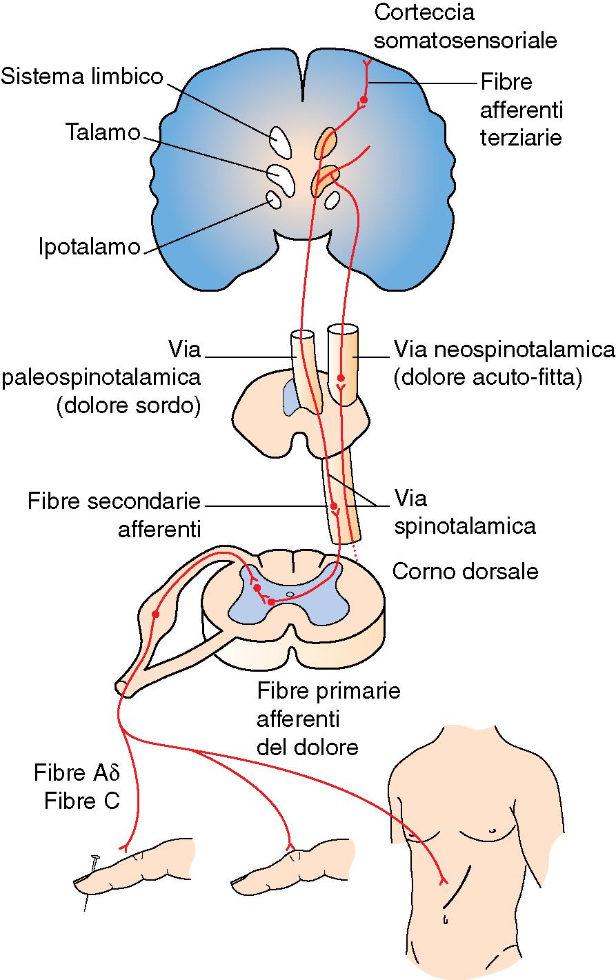 Gli impulsi nocicettivi, attraverso i fasci spino talamici laterali, vanno ai centri nervosi superiori talamici e sottotalamici della sostanza