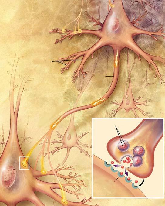 LE SINAPSI Al fine di rendere più efficiente la comunicazione chimica di tipo paracrina l'evoluzione ha "prodotto" le sinapsi, costituite da due microaree di membrana, appartenenti rispettivamente a