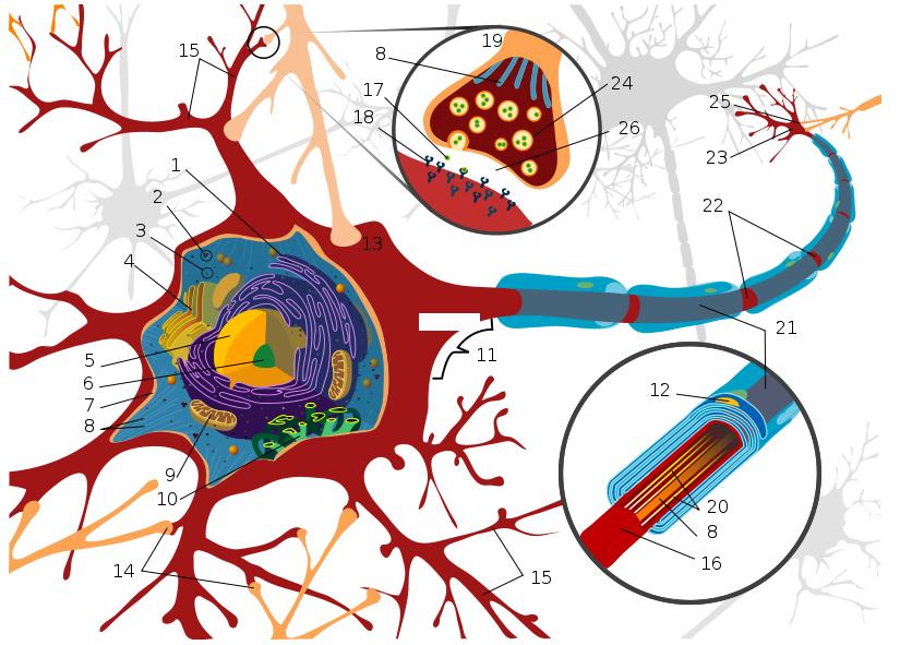 Neuroni Biologici sinapsi regione di ouput regione di input assone dendrite soma Le connessioni sinaptiche o (sinapsi) agiscono come porte di collegamento per il passaggio dell informazione tra