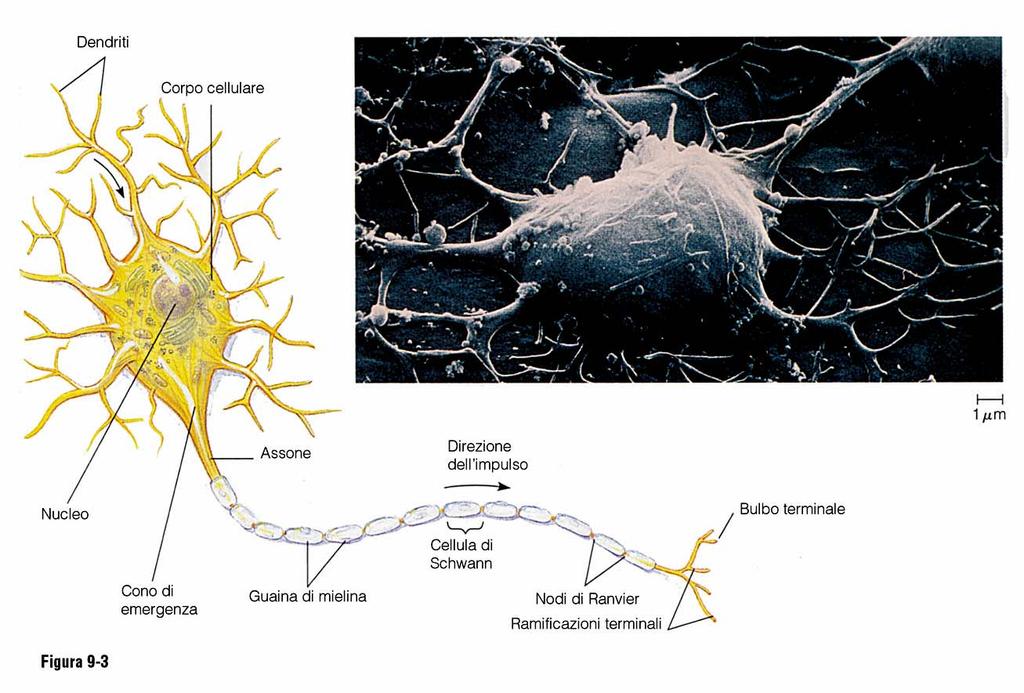 Citologia di un neurone Un corpo cellulare chiamato pirenoforo Uno o più prolungamenti del corpo cellulare, chiamato/i dendriti,, che portano l impulso l nervoso dalla periferia al corpo del neurone