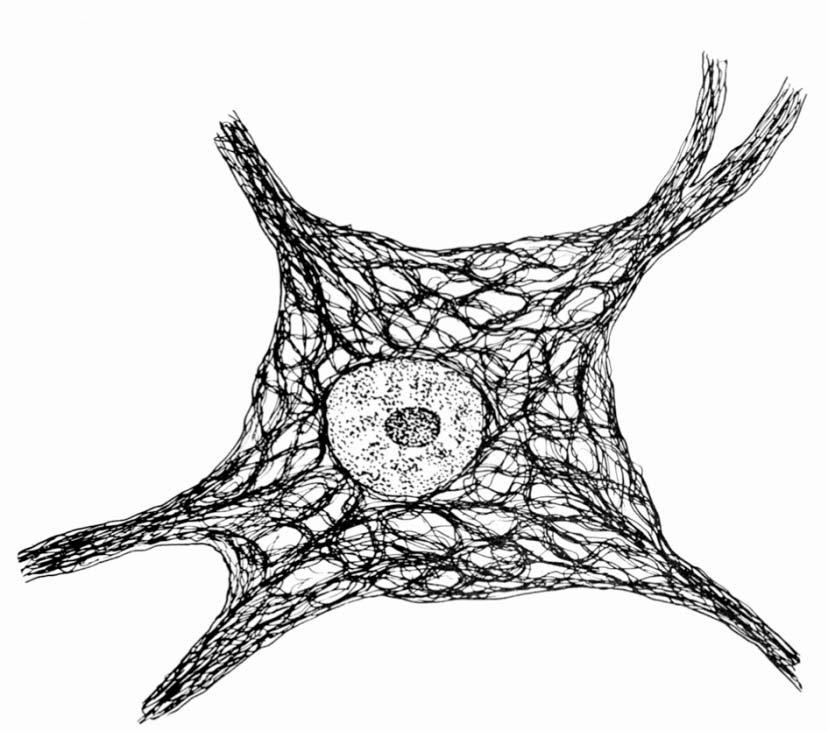 IF formati dalle proteiene NF-L, NF-M e NF-H (pesi