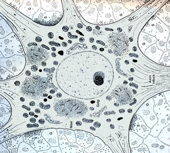 Caratteristiche citologiche di un neurone al TEM Tutti gli organelli visibili al TEM Le zolle del Nissl risultano formate da