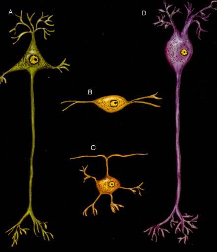 Neuroni della 