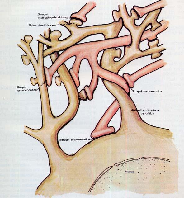 I dendriti spina Si tratta di uno o più spesso multipli