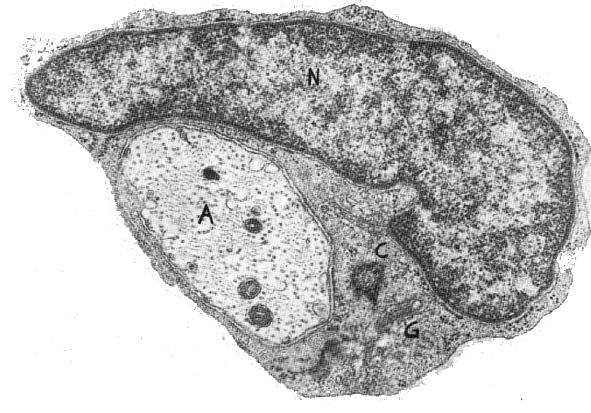 Fibra nervosa amielinica SNP (specie autonomo) Gli assoni che non hanno una guaina mielinica; sono chiamati assoni