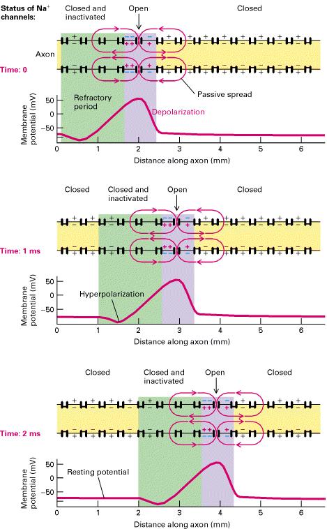 L impulso si propaga al resto della membrana La propagazione è dovuta all apertura apertura in sequenza dei canali del Na + causata dal richiamo di cariche + e nel punto in cui si è generata la prima