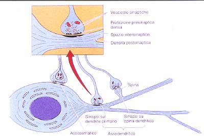 Vari tipi di sinapsi chimiche tra neuroni In base alle funzioni le sinapsi si possono dividere in eccitatorie e inibitorie Nel SNC le sinapsi che si formano tra neuroni si possono dividere in base