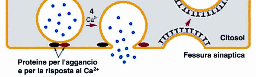 vescicole sinaptiche; queste si