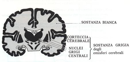 cervello Nel SNC, i corpi dei neuroni e i dendriti e assoni