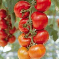 Eccellente conformazione ed uniformità dei grappoli. Note: è attualmente la varietà a grappolo rosso più coltivata in Spagna per le caratteristiche organolettiche dei frutti ed estetiche del grappolo.