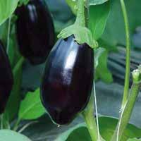 Melanzana - Black Gem F1 Tipologia: mezza-lunga nera. Posizionamento: per coltivazioni primaverili-estive sia in serra che in pieno campo.