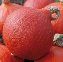 Frutto: notevole uniformità. Forma tonda-ovale. Pezzatura di 1,2-1,6 Kg. Colore arancio brillante esterno ed arancio intense interno.