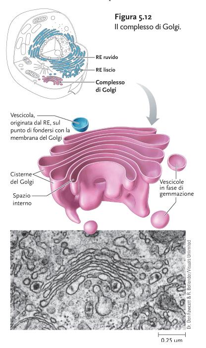 Il complesso di Golgi Proteine e lipidi