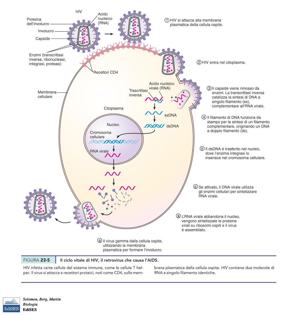 I retrovirus, tra