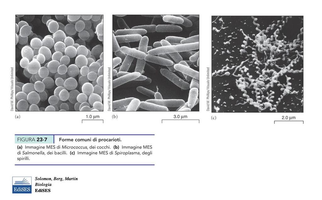 I Batteri: forme di vita procariotica Sono forme di vita cellulare: DNA, RNA e proteine Sferica Bastoncellare Spiralata Cocchi