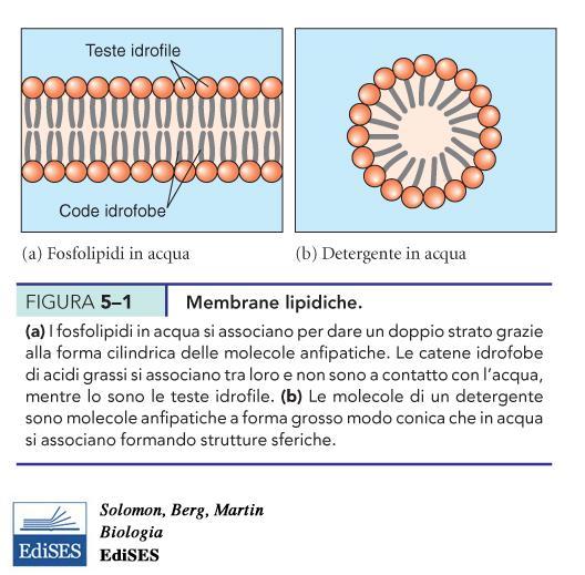 Le membrane biologiche: doppio strato fosfolipidico.