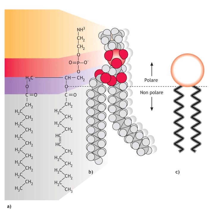 Fosfolipide: molecola anfipatica Porzione idrofoba e apolare: due catene di acidi grassi esterificati con il glicerolo Porzione