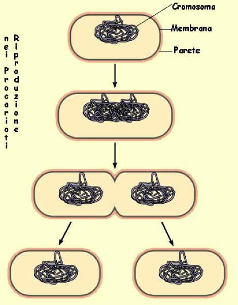 3 1 2 Quando la cellula procariote dispone di nutrimento adeguato, il suo DNA si duplica di continuo, ed essa si divide ritmicamente.