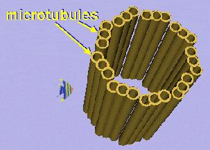 MICROTUBULES I microtubuli devono essere pensati in termini dinamici,