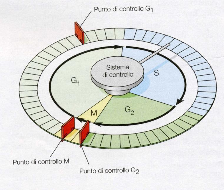 La regolazione del ciclo cellulare Un sistema di controllo molecolare dirige il ciclo cellulare Insieme di molecole ciclicamente attive che innesca e coordina il ciclo