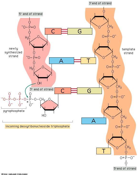 DNA REPLICATION La replicazione semiconservativa del DNA comporta la formazione di legami covalenti tra un deossinucleoside trifosfato entrante ed il terminale 3 del