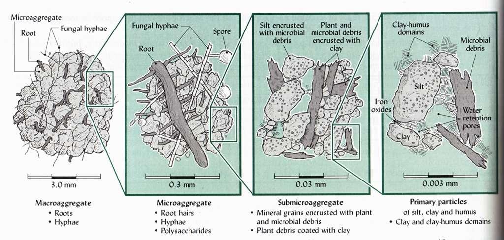 Gli aggregati strutturali del suolo si organizzano secondo uno scala gerarchica di aggregazione
