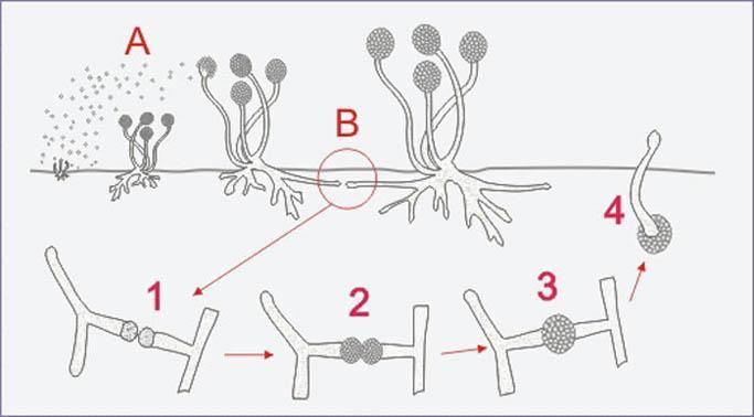 ciclo Schema del ciclo di Zygomycetes A) Riproduzione asessuata da spore - B) Riproduzione sessuata: formazione delle zigospore 1)