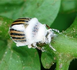 Quando le spore del fungo entrano in contatto con il corpo di un insetto, germinano, penetrano e si sviluppano all'interno, sino alla morte dell ospite.