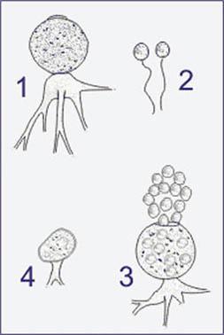 strutture 1) sporangio; 2) zoospore; 3)