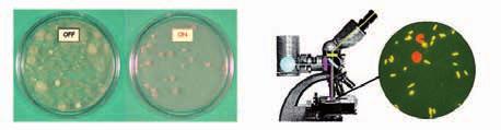 1) Efficienza dell elettrofiltro sulla rimozione dei batteri OFF ON Nella figura sono raffigurate le piastre Rodac con terreno colturale specifico dopo l esposizione all aria immessa in ambiente dall