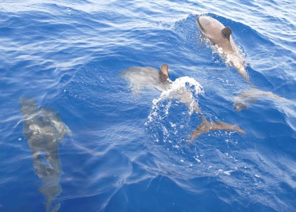 Per la difesa del mare Chi Siamo Marevivo è un associazione nazionale riconosciuta dal Ministero dell Ambiente con 30 anni di esperienza nella tutela del mare e delle sue risorse.