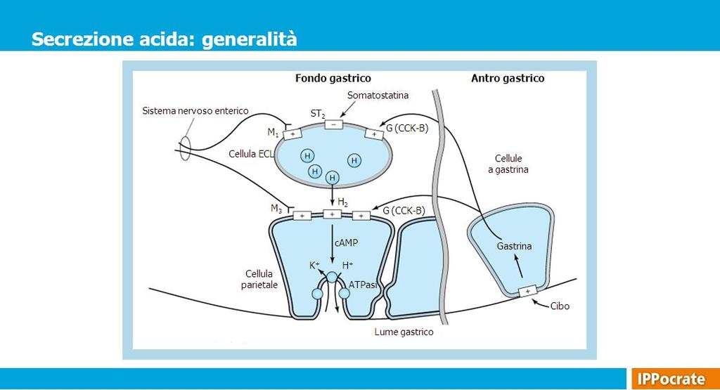 Sono qui sintetizzati i processi che conducono alla produzione di acido cloridrico da parte delle cellule parietali situate nel fondo gastrico.