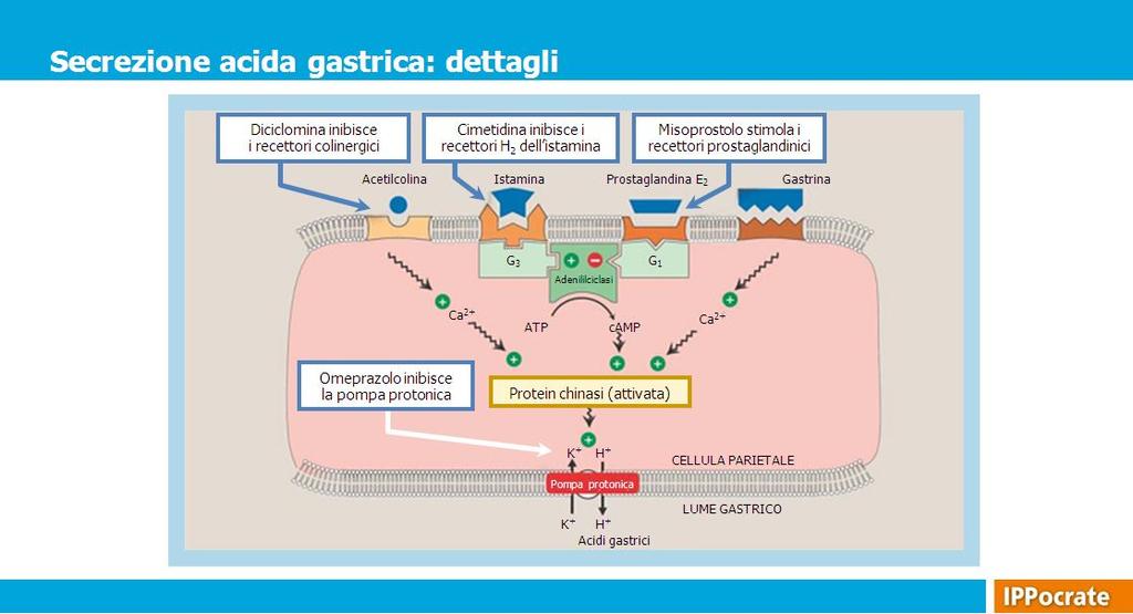 I mediatori coinvolti e le sostanze in grado di bloccare o stimolare le tappe metaboliche specifiche che portano alla produzione di acido cloridrico sono diversi.