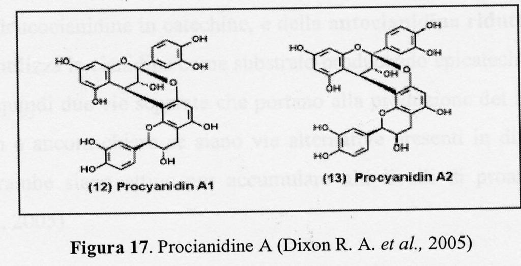 Procianidine A che possiedono oltre al legame interflavanico C4C8 o C4C6, un legame di tipo etereo tra i carboni C5 o C7 dell unità inferiore e il carbonio C2 dell unità superiore Similmente le