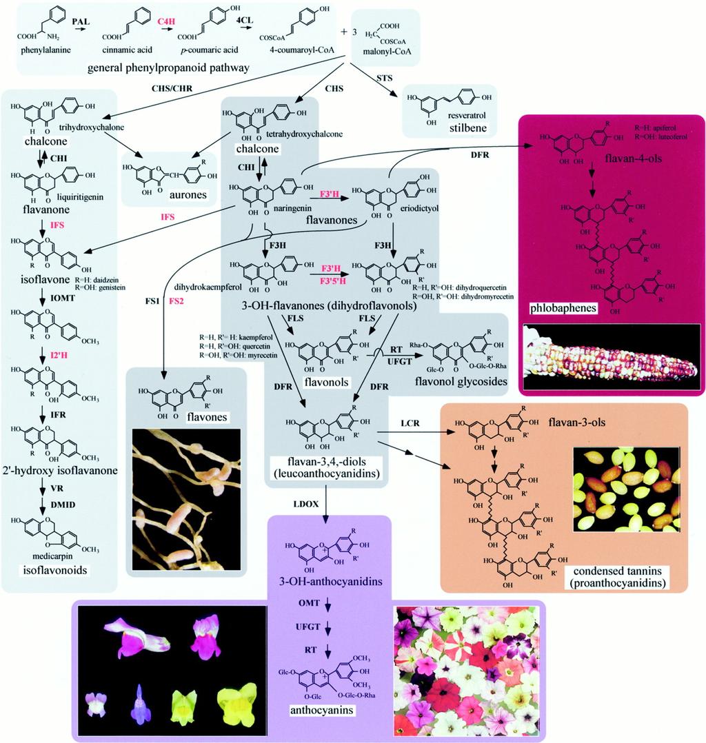 Phenols biosynthesis pathways