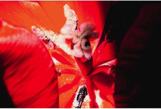 Tulipano rosso Tulipano giallo viola Una pittrice contemporanea che immerge i suoi pennelli in un retaggio artistico del Novecento, portando sulla sua carta tratti decisi