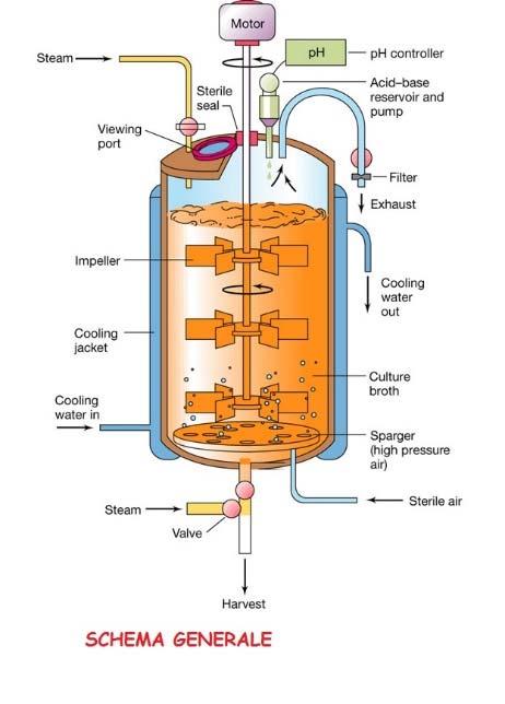 - BIOCHIMICA: vengono usati processi di fermentazione per la trasformazione dell erba silo in enzimi high tech.