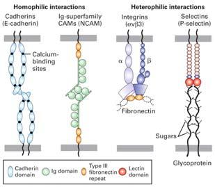 adesione I carboidrati associati alla membrana plasmatica si